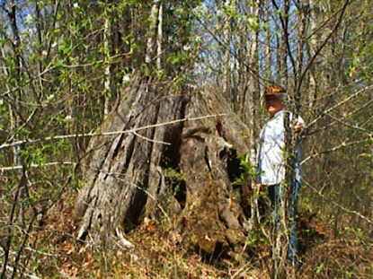Pine Stump May 2000